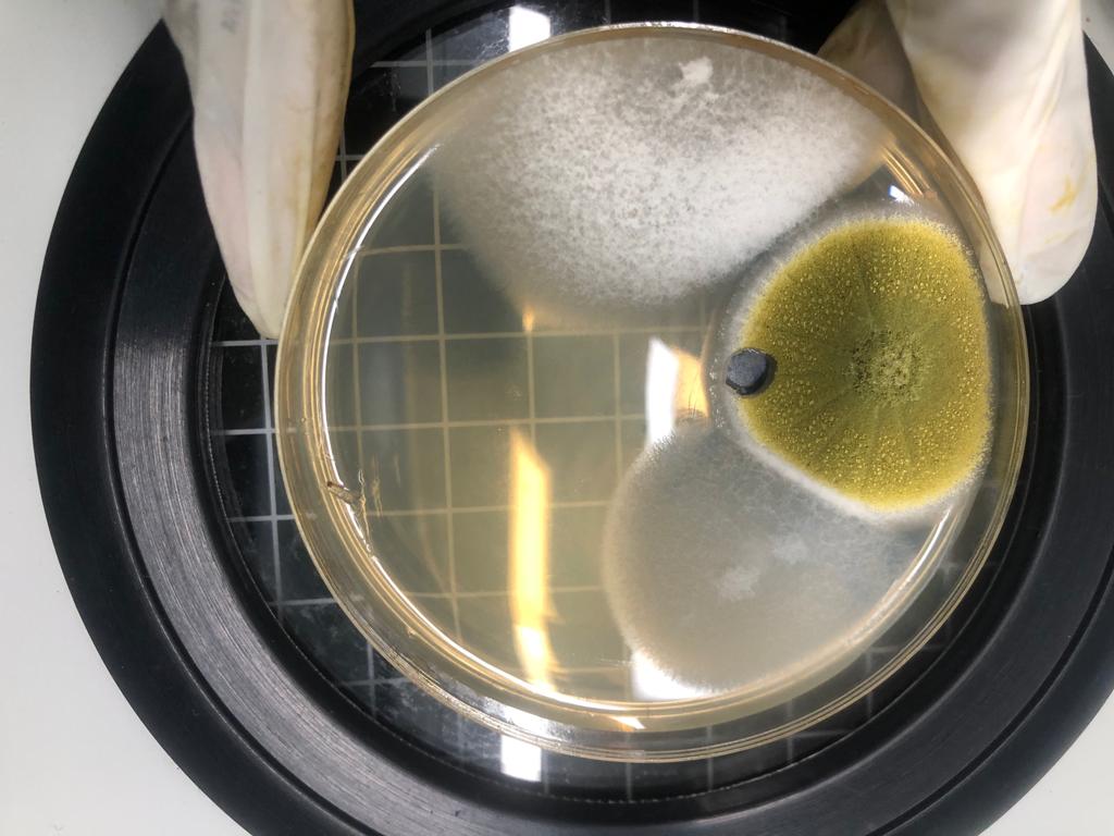 Mide_vert's tweet photo. Pretty Fungi from the Same site 😎 https://t.co/KfYwnRA4lr