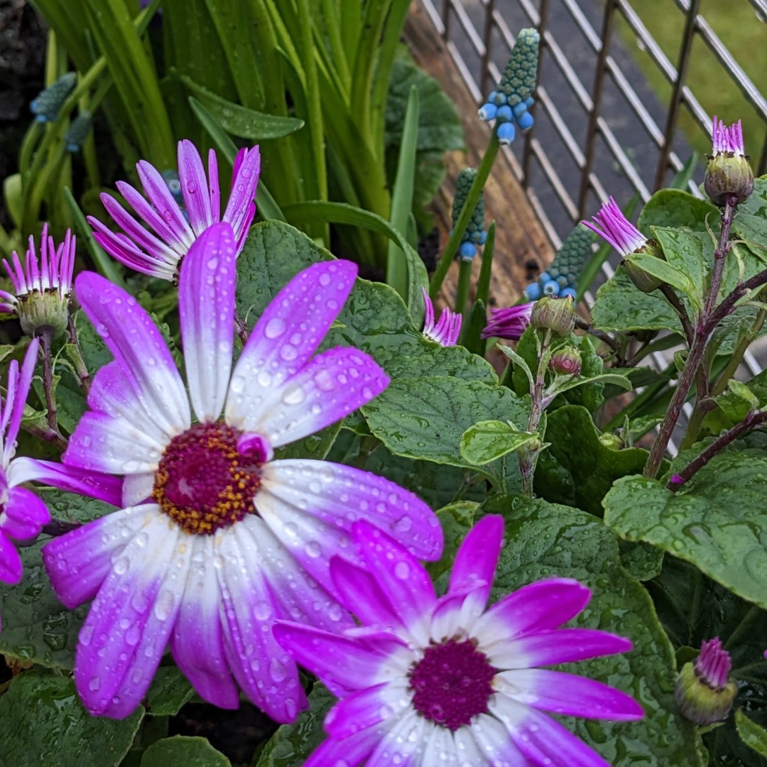 living_windows's tweet photo. This is our favourite shot from the past few weeks!

We'd love it if you would share some of your favourite flower photos, and tagged us so we can see them!

#gardeners #gardening #garden #gardener #gardenlife #flowers #gardens #plants #gardenersofinstagram #gardendesign https://t.co/PZxf6tDgvG