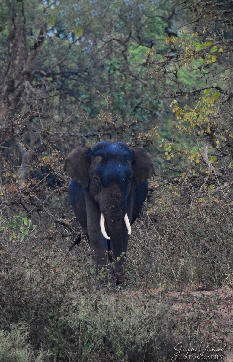 vinod_jiju5756's tweet photo. GM
#NFTFA
#NFTCommunity
#NFTfamily
#WomenInNFTs
#Indian
#wildlifephotography
#wildlifephotographer
#Passion
#love
Wild beauty https://t.co/czb2yIQTE9