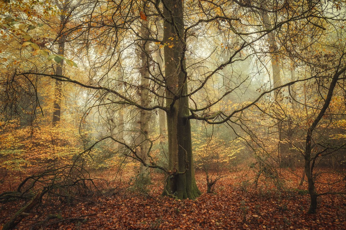 In the depths of orange... some more autumnal wonder from last year. Taken in Hillock Wood, Buckinghamshire. #Trees #NaturePhotography <a href="/ThePhotoHour/">#ThePhotoHour</a>