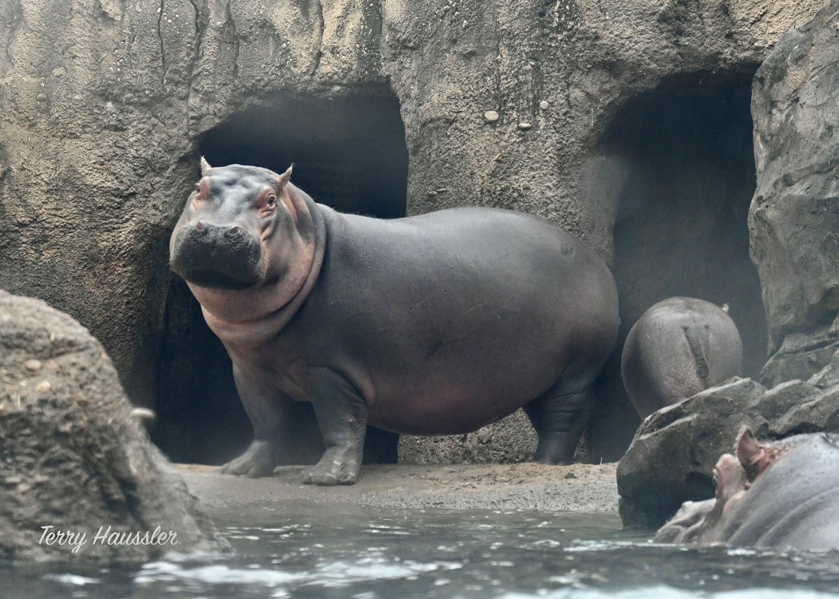 Fiona! The most beautiful hippo in the world!