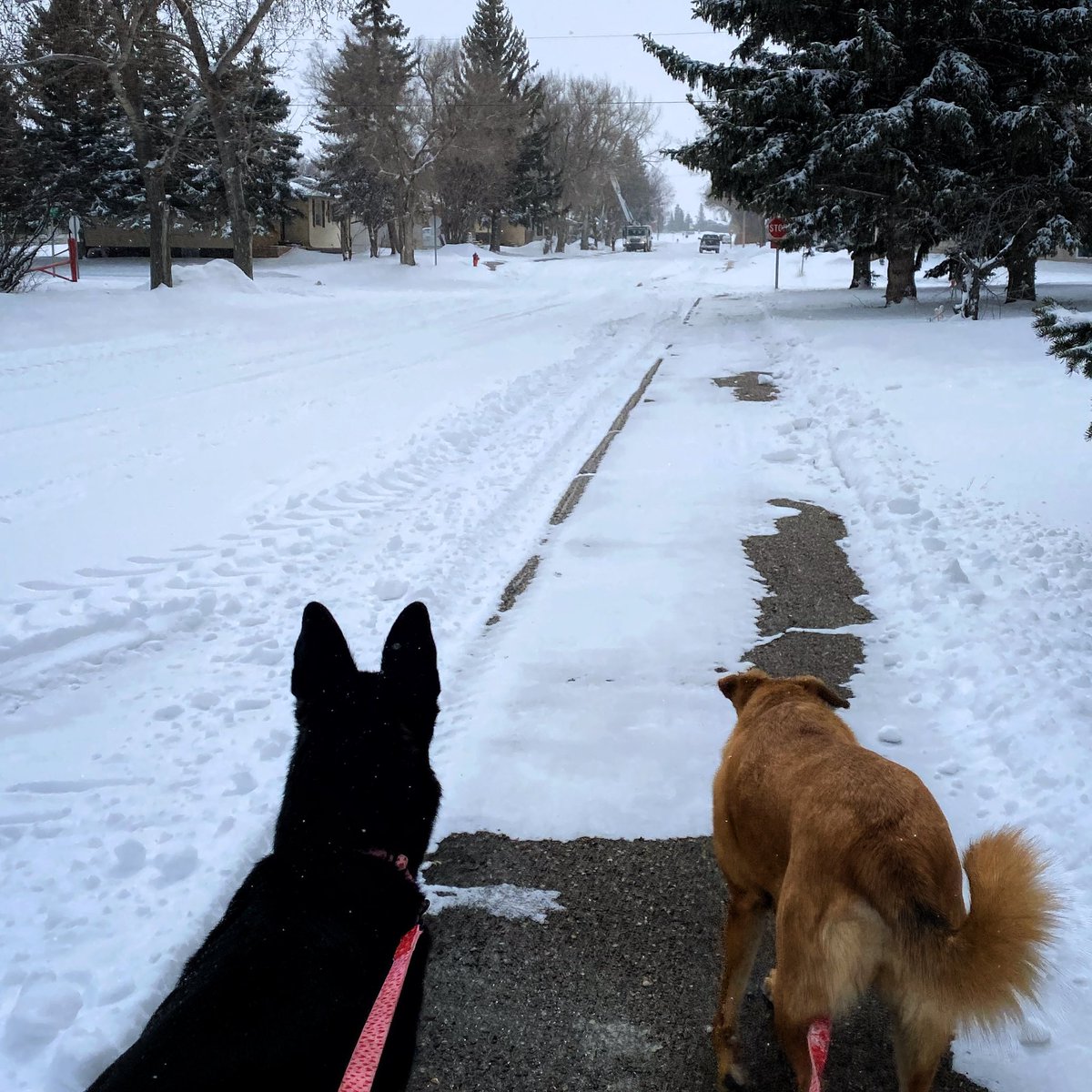 NastyStig's tweet photo. The girls got to see how sticks are made last week thanks to the tree pruners that were in town recently. 

Very exciting times. https://t.co/RFWn4zLqPc