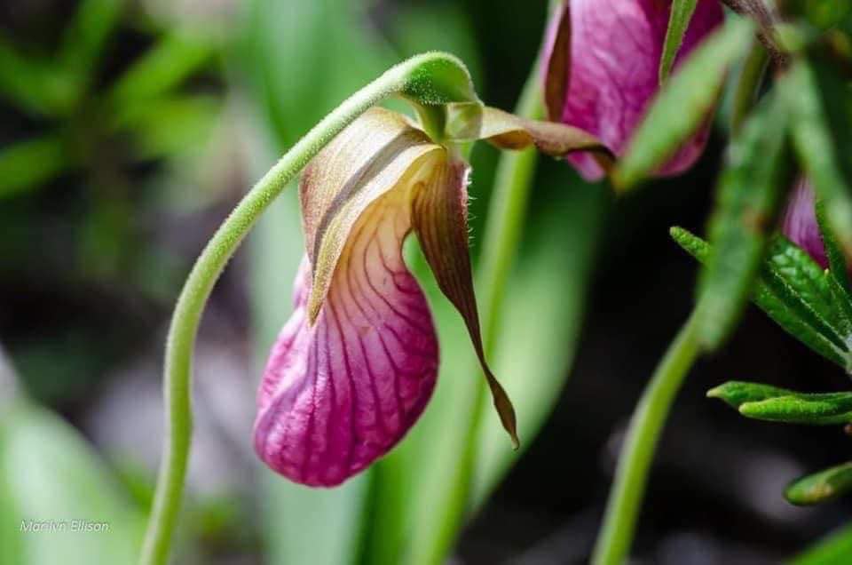 SaveMabou's tweet photo. Beautiful lady slippers on the trails of West Mabou Beach Provincial Park. A Provincial Park is no place for a golf course.

Take Action: https://t.co/QGta0ovRl4

Photo credit: Marilyn Ellison
#savewestmaboubeach #nspoli #notagolfcourse https://t.co/HMRctOcNIj