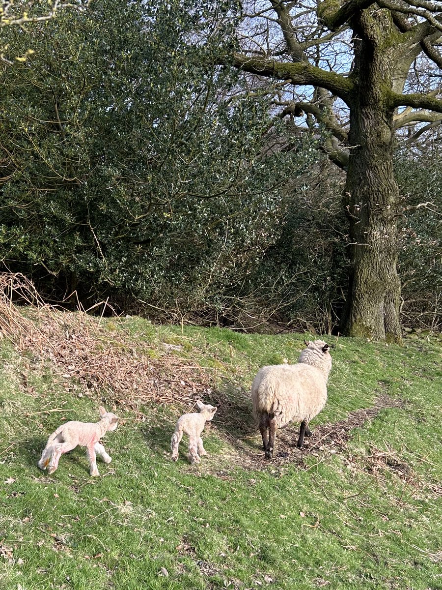 Just turned this ewe out of the shed with her two ewe lambs born yesterday. Perfect weather for turning out #sheepfarmingprofessor