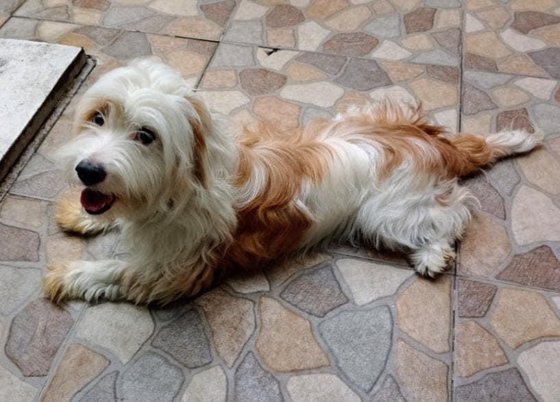 RescateAnimal's tweet photo. En adopción 
Talla: Chaparro, vacunado y esterilizado aproximadamente un año amor: infinito , corazón: enorme￼￼￼
Adóptalo o ayúdanos a compartir la publicación para que encuentre una familia
Informes ￼ 55 3493 2070 👇🏼 https://t.co/GXeMyjjDfd