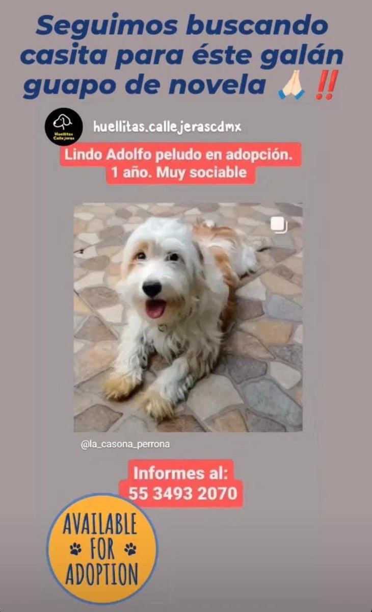 RescateAnimal's tweet photo. En adopción 
Talla: Chaparro, vacunado y esterilizado aproximadamente un año amor: infinito , corazón: enorme￼￼￼
Adóptalo o ayúdanos a compartir la publicación para que encuentre una familia
Informes ￼ 55 3493 2070 👇🏼 https://t.co/GXeMyjjDfd