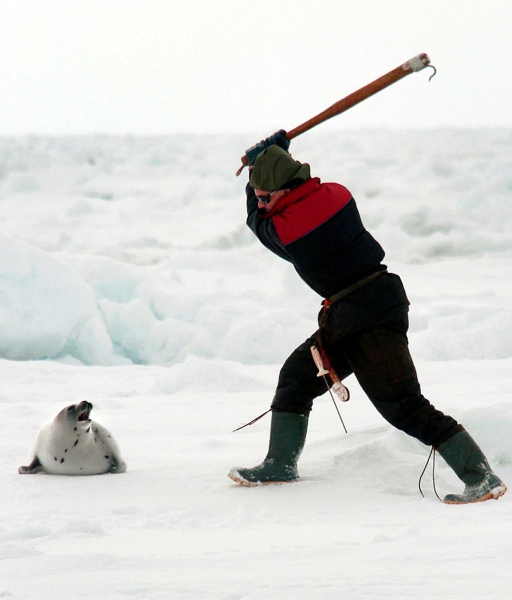 The annual Canadian commercial #SealHunt will start in a few days. It's recognized as the largest slaughter of marine mammals in the world, yet the <a href="/CPC_HQ/">Conservative Party</a> leader has committed to EXPAND the killing of baby seals if he is ever elected. This horrible industry must END! #cdnpoli