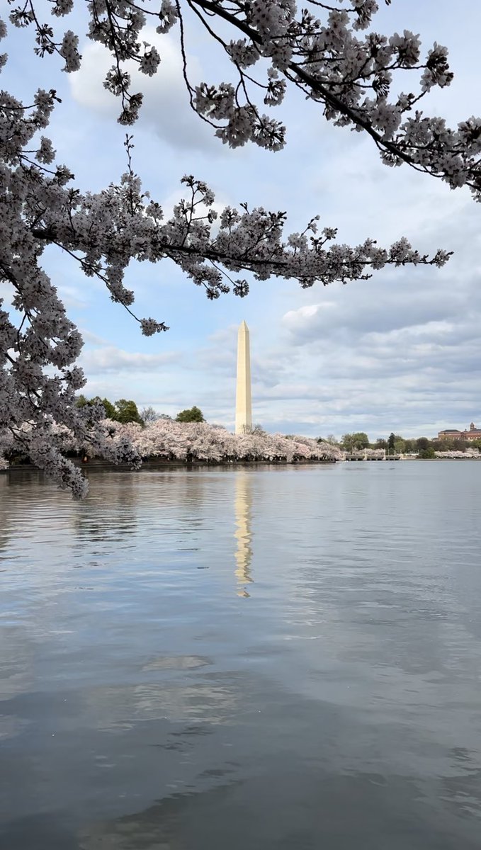 @jasonrowphoto Last week at the Cherry Blossom Festival in Washington, DC. #CherryBlossomFestival #WashingtonMonument