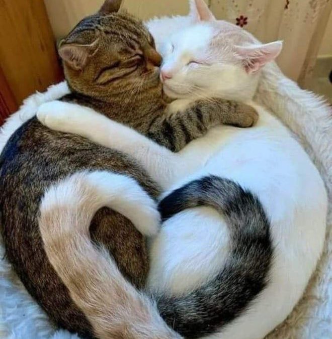 contents that ll heal your depression 🌻 (@catshealdeprsn) on Twitter photo 