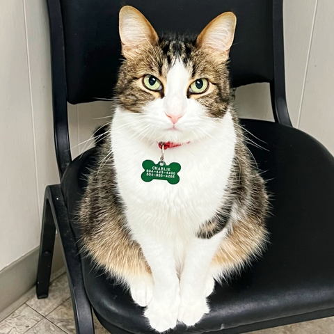 MSAH101's tweet photo. If you think Charlie is judging you, you're right. #msah101 #officecat #handsomefellow https://t.co/4QU4SHsc6p