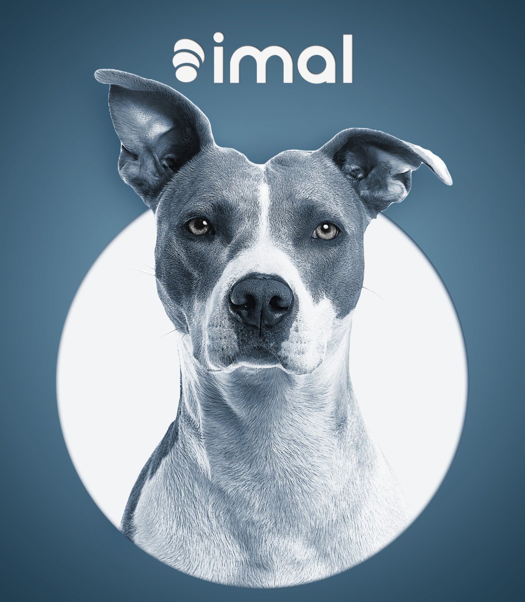 imal_io's tweet photo. World Stray Animals Day 🐕 April 4🐈 You can do many things for them. Life is beautiful together ♥️

#animal #april4 #WorldStrayAnimalDay https://t.co/FkcIUtjY2w