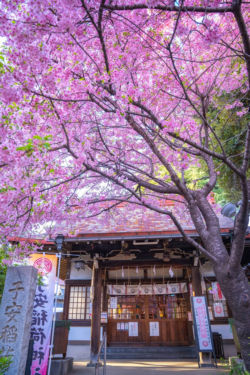 Japaniafr's tweet image. Un printemps au Japon 🌸