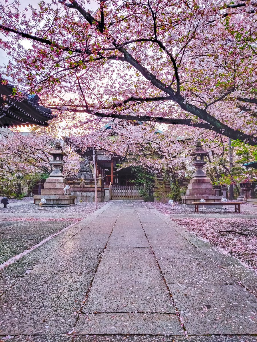 Japaniafr's tweet image. Un printemps au Japon 🌸