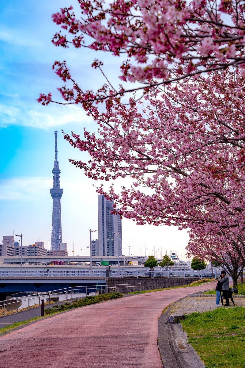 Japaniafr's tweet image. Un printemps au Japon 🌸