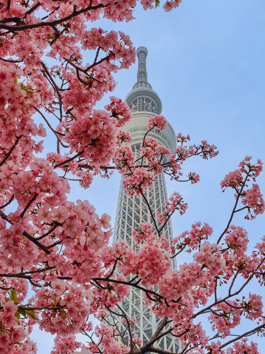 Japaniafr's tweet image. Un printemps au Japon 🌸