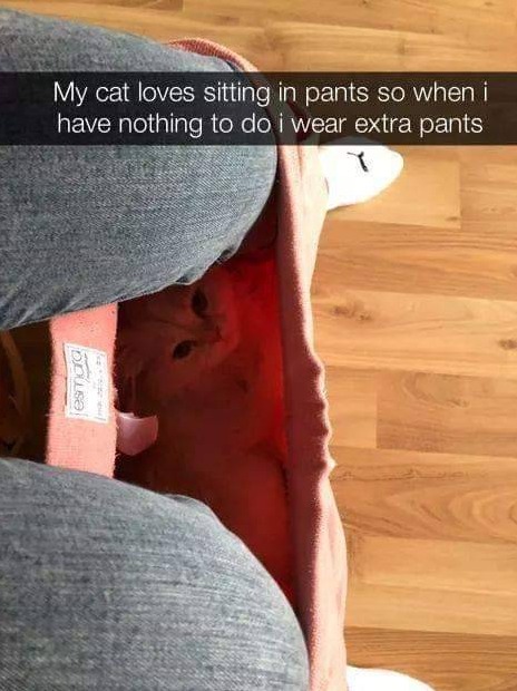 WholesomeMemes (@wholesomememe) on Twitter photo 