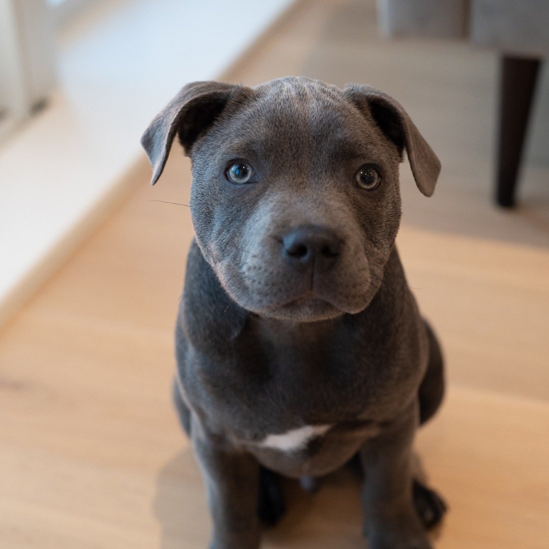 dog_rates's tweet image. This is Basil. He kept growing but his ears didn't get the memo. 13/10