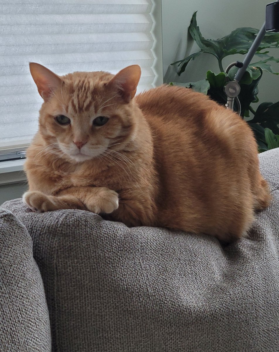 CharlieCataline's tweet photo. @scum_art Please capture his fatness https://t.co/4tymsrkpFX