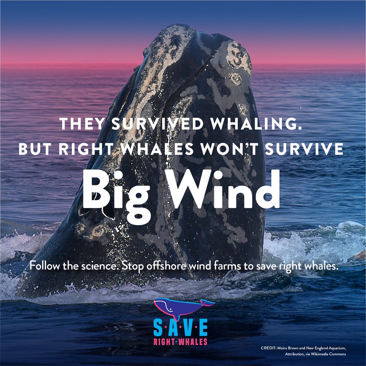 SaveNARW's tweet photo. Extinction is forever. Once these massive #osw wind turbines are installed there’s no mitigation. We need to sidestep disaster &amp; protect the North Atlantic right whale from extinction NOW before it’s too late! The #whales will not survive the industrialization of their home. https://t.co/8sRyyjyyiW