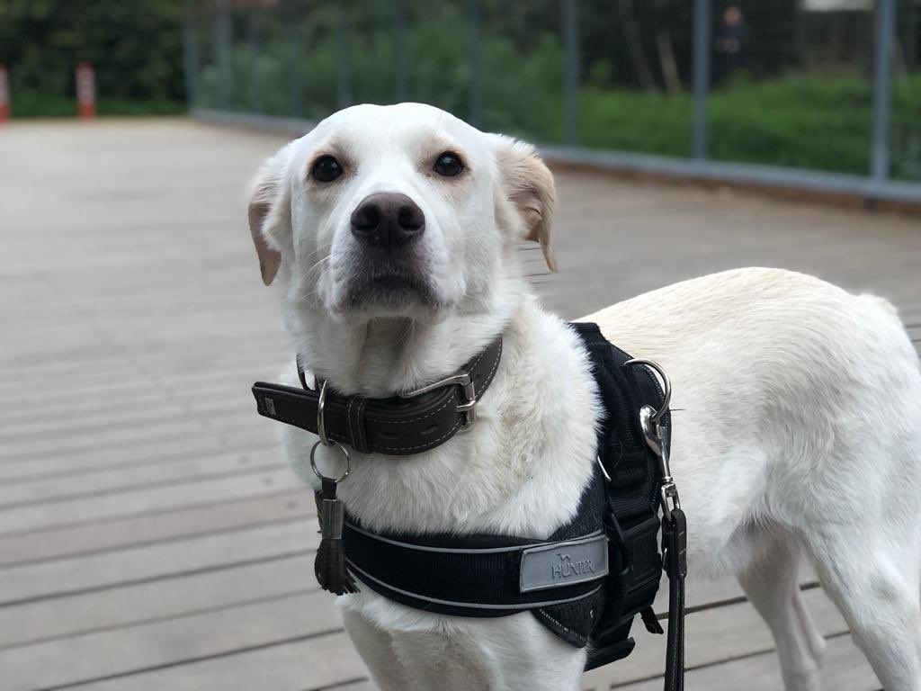 World Stray Animal Day. Hello from
Sir Max of Ayii Omologitae #WorldStrayAnimalDay #canine #dog #dogsoftwitter #labradormix #labmix #AdoptDontShop #maxthelabmixdog