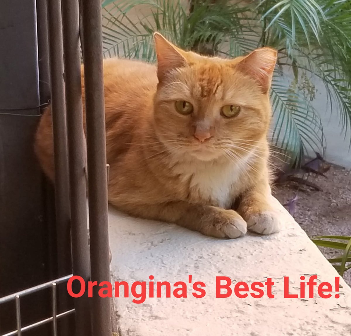 adlaz's tweet photo. It's #AZGivesDay! When you donate to ADLA over 95% of your gift goes to programs like the Spay Neuter Hotline - especially to TNR Outdoor Cats! Please help us help more cats like Gina. Read her story here: https://t.co/WVR9XV3JCR . Please Donate Today! https://t.co/NJBaPbLSbw https://t.co/2rFWX6z1pl