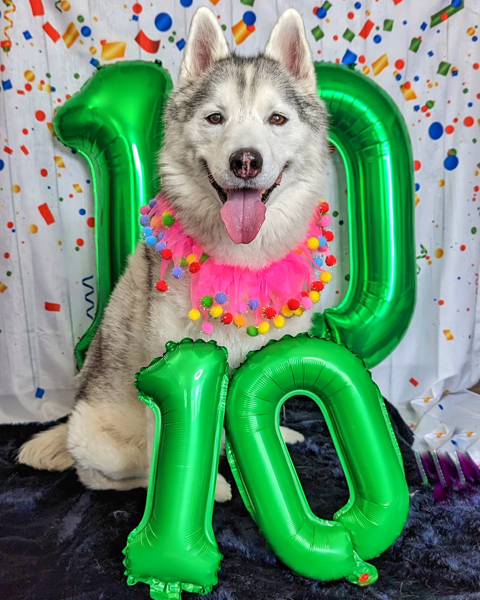10 years old.  This dog is 10 years old today!  Memphis Belle!  Happy Birthday to the best little snuggle buggle ever!  How on Earth are you 10 years old!  Life is short, make memories with your dogs!  We have been blessed to make so many memories with Miss Memphis, and there are
