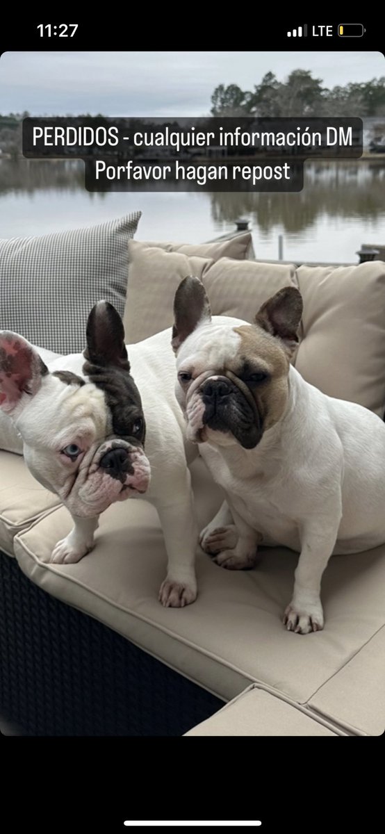 Se buscan estos perritos y el jeep 
Fueron robados a punta de pistola en la carretera San Juan de los Lagos