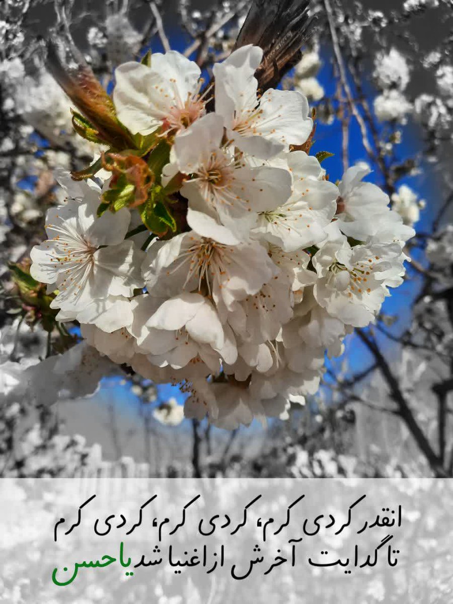 NassimWant's tweet photo. انقدر کردی کرم، کردی کرم، کردی کرم
تاگدایت آخرش ازاغنیا شد یاحسین

#ماه_امید 
#ماه_تقدیر https://t.co/zetMQXXj13