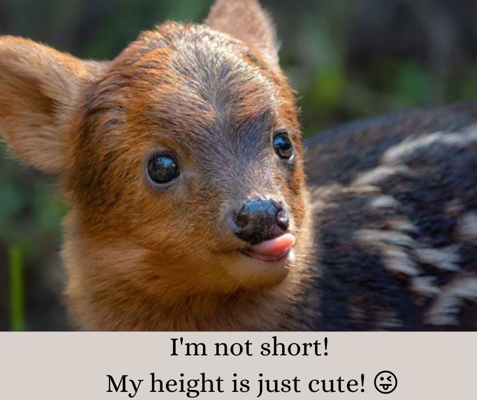 HolcombSystems's tweet photo. Did you know that the world’s smallest deer (the Pudús) are 13 - 17 inches tall, and grow up to 33 inches long? 🥹 Nature is incredible! 🥰Protect it!
#naturelovers #biodiversity #planetEarth #holcombenergysystems https://t.co/whPYlWlHkg