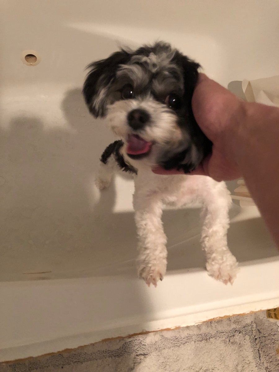 MillDogTherapy's tweet photo. Tub happy!

#Dog #dogsarefamily #dogsofinstagram #Puppies #puppygf #cute #help #cool #nice #animallover #animallove #petkm #love #cutedogs #LIKEs #fun #furry #furries #pets #puppiesofinstagram #YES #DogsofTwittter #DogsOnTwitter #life #JoyNews #JOY #dogs #puppy #adorable #god https://t.co/ECZl9kHY18