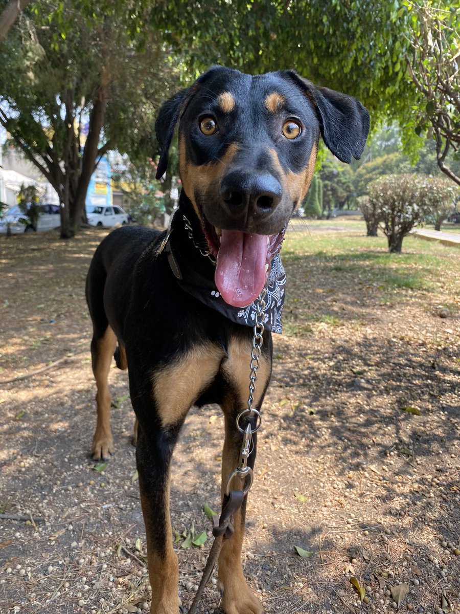 HELA_MORE's tweet photo. Heli les desea #BuenosDiasATodos 🌻
Recuerden que sigue en adopción 🐶
Es un perrita un poco tímida,necesita mucho amor para sanar sus heridas del corazón. 💔
Dale una oportunidad 🌸
Estamos en Ciudad de México 🇲🇽 https://t.co/IcVH2xsQsl