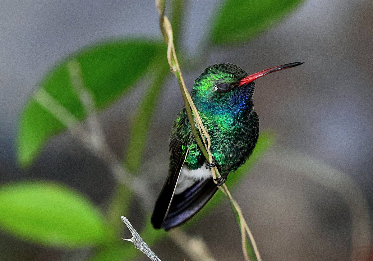 JamesSLees's tweet photo. Even hummingbirds need to sleep!
#broadbilledhummingbird #birding #Arizona #birds https://t.co/cHaAadooX1
