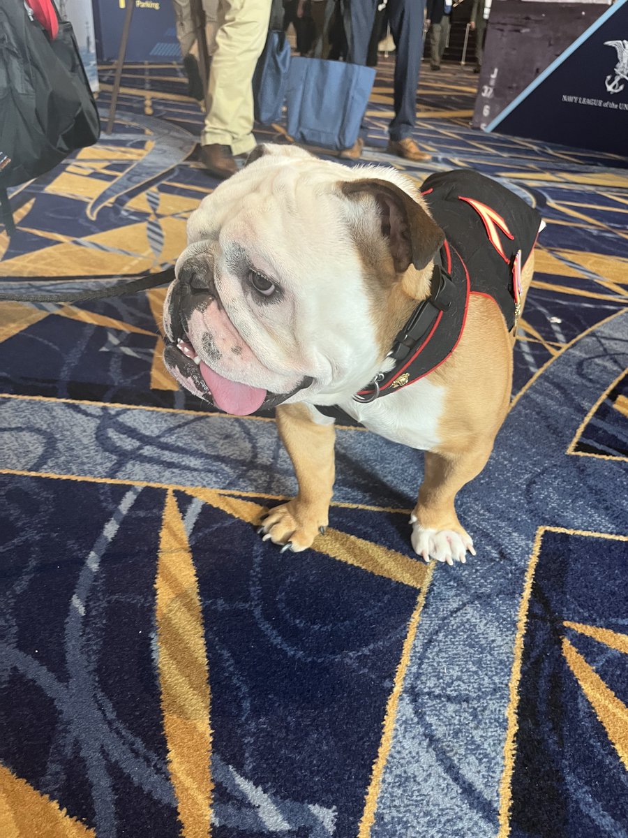 Celebrity sighting at the #SeaAirSpace conference: Private Fur-st Class Chesty XVI, official Marine Corps mascot