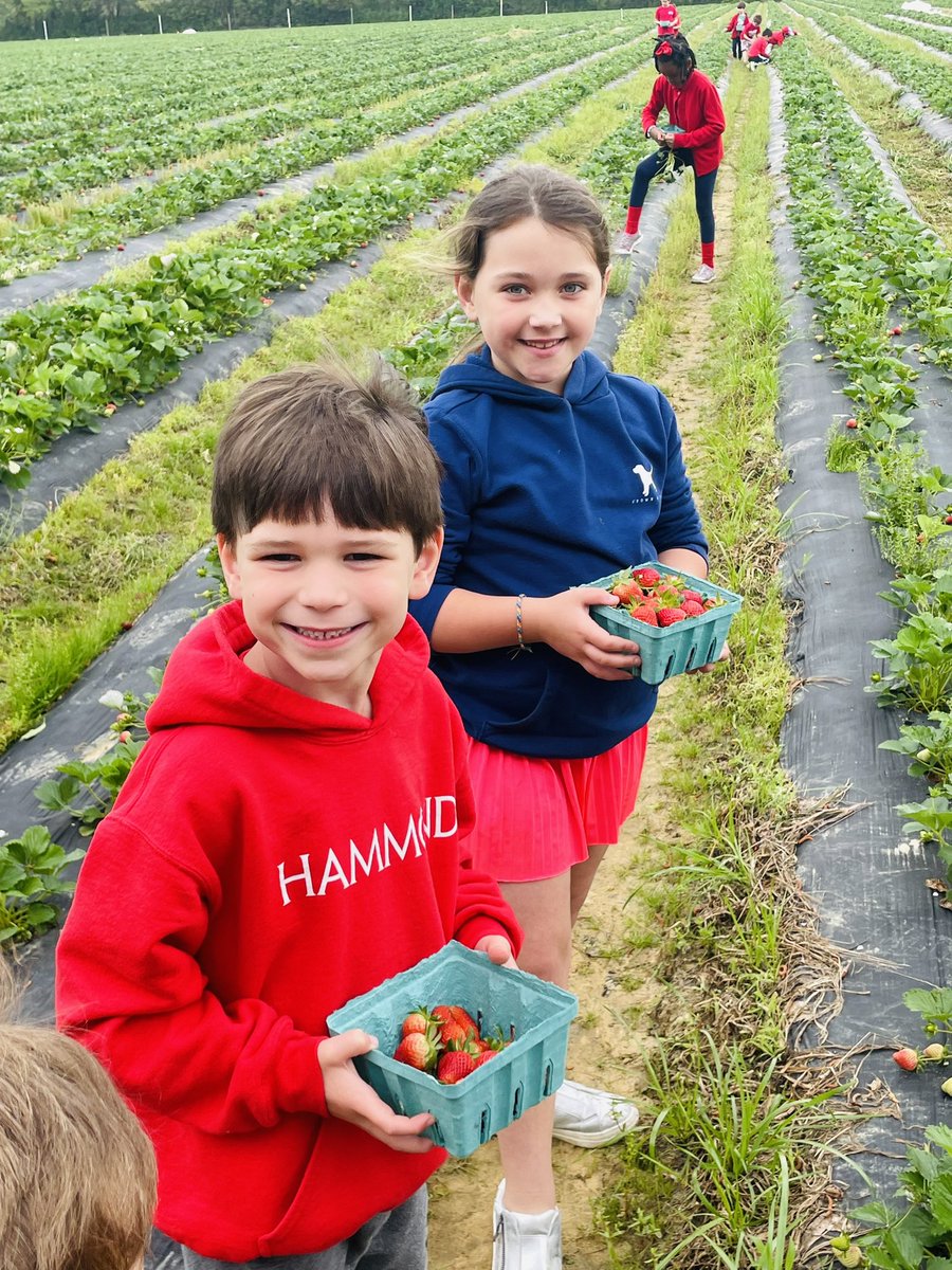 Mr_KNWhite's tweet image. These students enjoyed picking fresh strawberries at Cottle Strawberry Farm yesterday! #springbreakcamp #springbreak #pickingstrawberries