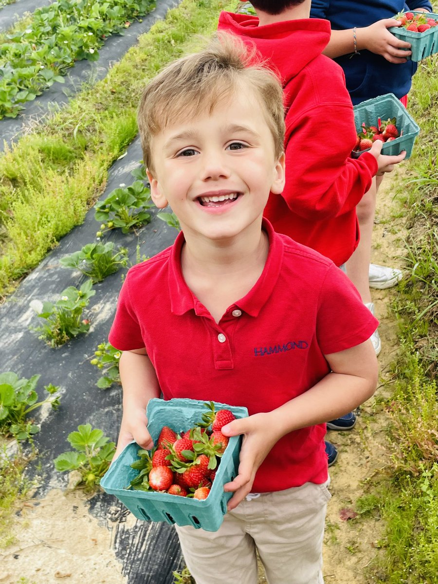 Mr_KNWhite's tweet image. These students enjoyed picking fresh strawberries at Cottle Strawberry Farm yesterday! #springbreakcamp #springbreak #pickingstrawberries