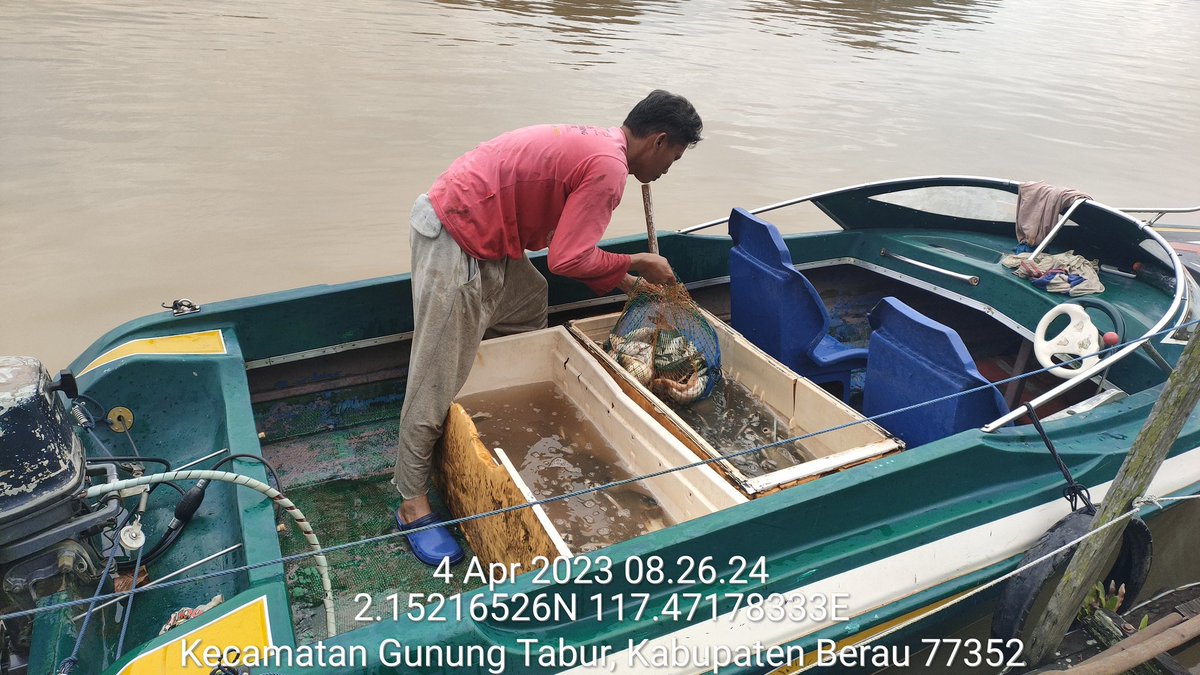 SjaifoedinSjoe2's tweet photo. Bismillah
Selasa (05/04), Sjaifoedin Sjoekri, luhkan Berau Kaltim, di pokdakan Bujangga Sejahtera, mendampingi panen ikan Mas, di KJA, sebanyak 130 kg, luas 6 m2, ukuran 300 gr, harga Rp 60.000/kg
#GiatLuhkanSatminkalTegal
#berau 
#luhlapor 
#pamen https://t.co/Z3JhcyTbHS