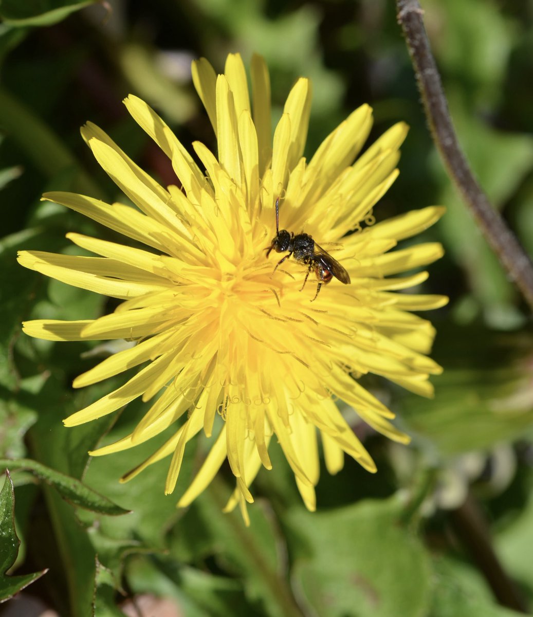 Glorious day in the garden. Can anyone ID this little bee? ⁦<a href="/TBeetles/">Adrian Dutton</a>⁩ ⁦<a href="/nottsbatman/">Michael Walker</a>⁩ ⁦<a href="/nuttytussock/">Mike Hill</a>⁩ ⁦<a href="/BumblebeeTrust/">Bumblebee Conservation Trust</a>⁩ ⁦<a href="/Bumble_Watching/">#BumblebeeWatching</a>⁩ ⁦<a href="/Nottswildlife/">Nottinghamshire Wildlife Trust</a>⁩