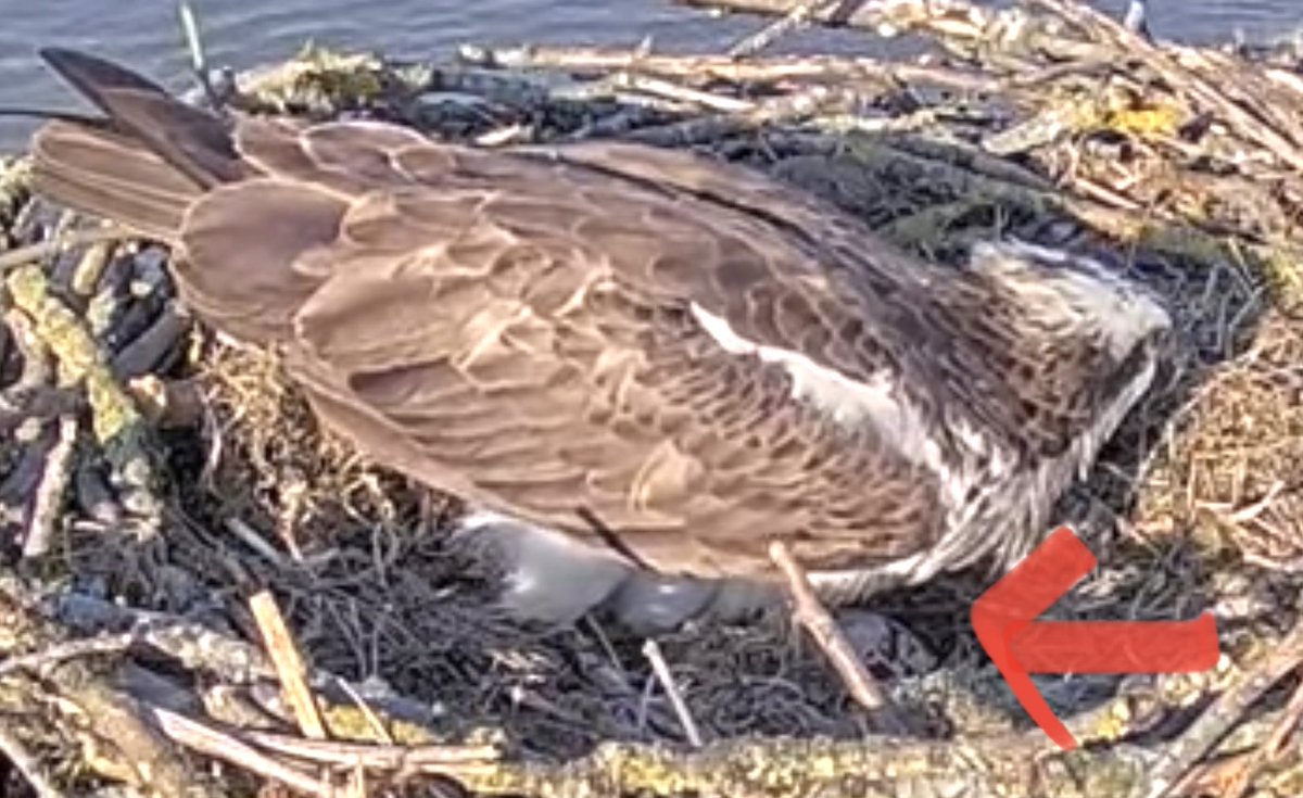 geemeff's tweet photo. Congratulations #Maya! First egg, laid about 15.53 this afternoon. #Blue33's been in for a good look. @rutlandospreys @LeicsWildlife @RutlandWaterNR @AnglianWater https://t.co/nfrqBAZ0hg