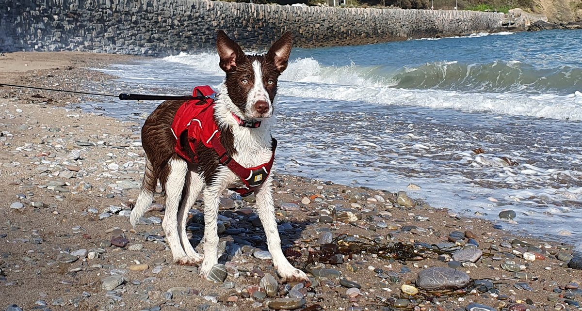 DevonCollieCrew's tweet photo. Enjoying myself on the #beach 

#dogs #dogsoftwitter https://t.co/bF7tEtJd8X