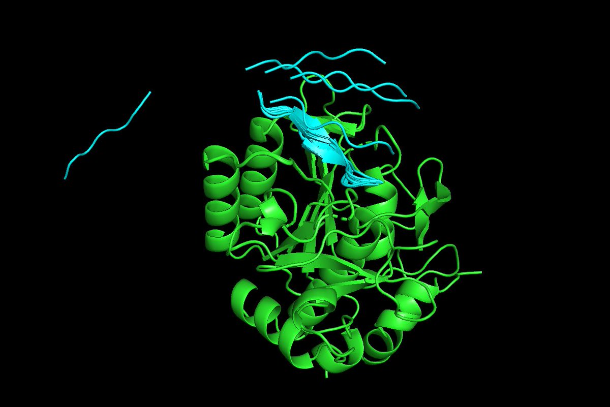 br_jimenez's tweet image. Playing with the amazing #RFdiffusion Colab notebook (it&apos;s just awesome!). Having &quot;issues&quot; with flying peptides, mpnn_results.csv reports RMSD of 10.0Å-30.0Å. Is this something expected for small binders @sokrypton, @_JosephWatson ? Let me know if I could be of any help! 🙏🏻