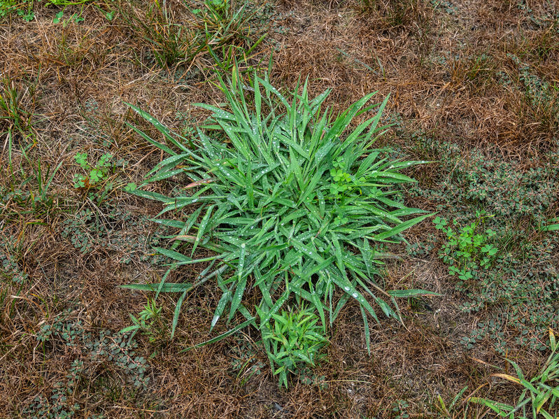 VistaProScapes's tweet photo. Stop crabgrass in its tracks before it takes over your lawn by taking proactive measures this spring season!
https://t.co/KX05tTof4A https://t.co/OttqWJlf1Z