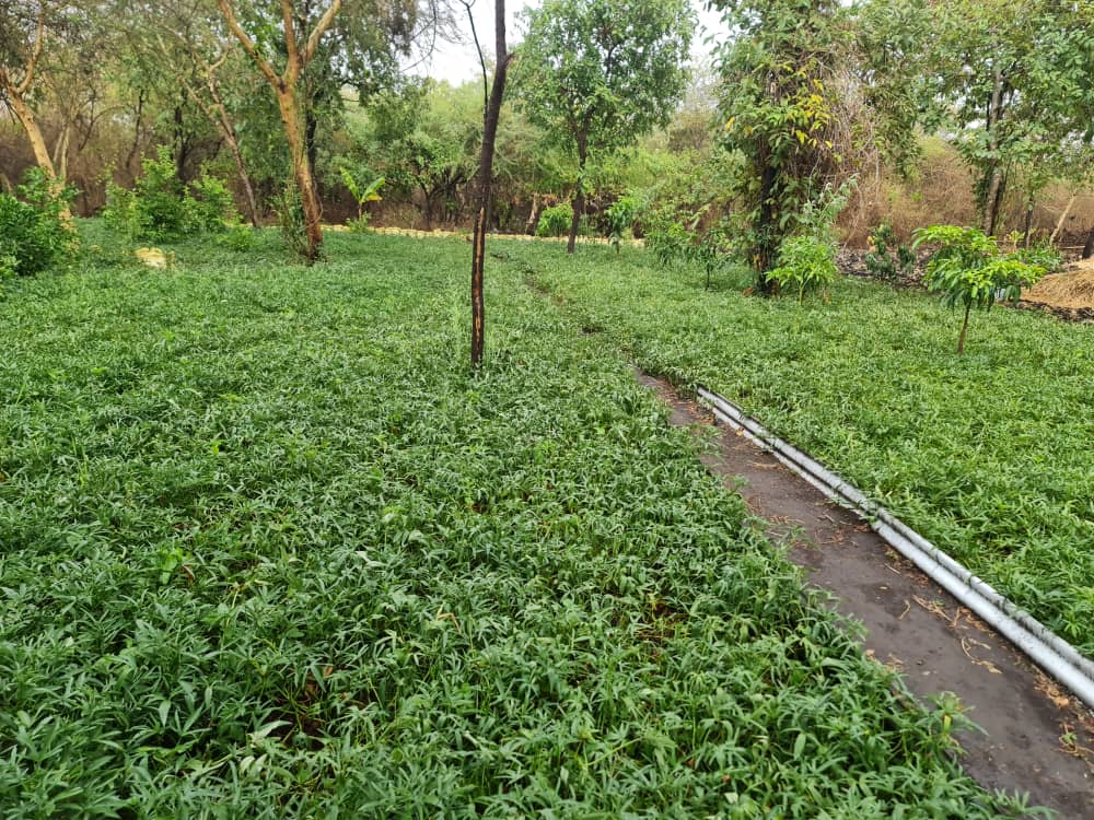 Pembejeo_Agric's tweet photo. Kwetu Sisi tunayaita #MATEMBELE..... Ila hapa tunasema tumeyaongezea Thamani kidogo Kwa maana tumeenda mpaka kwenye Vifungashio.....

"Added Value".......

#Maana halisi ya Kilimo #Biashara.......

@FARMCARE 

#HomeOfFarming...... https://t.co/EhdkvnW1IG