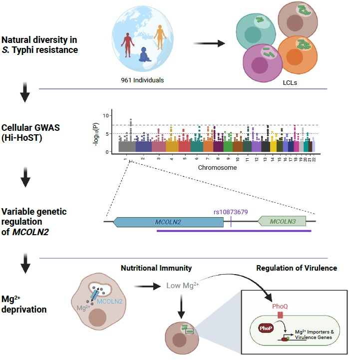 Our latest cellular GWAS paper @CellGenomics reveals a cation channel (MCOLN2) serves as a critical restriction factor for replication of #Salmonella Typhi by Mg2+ deprivation. A thread that goes back 17 years (my youngest student was 7 years old!) 1/10 dlvr.it/SlzYQz