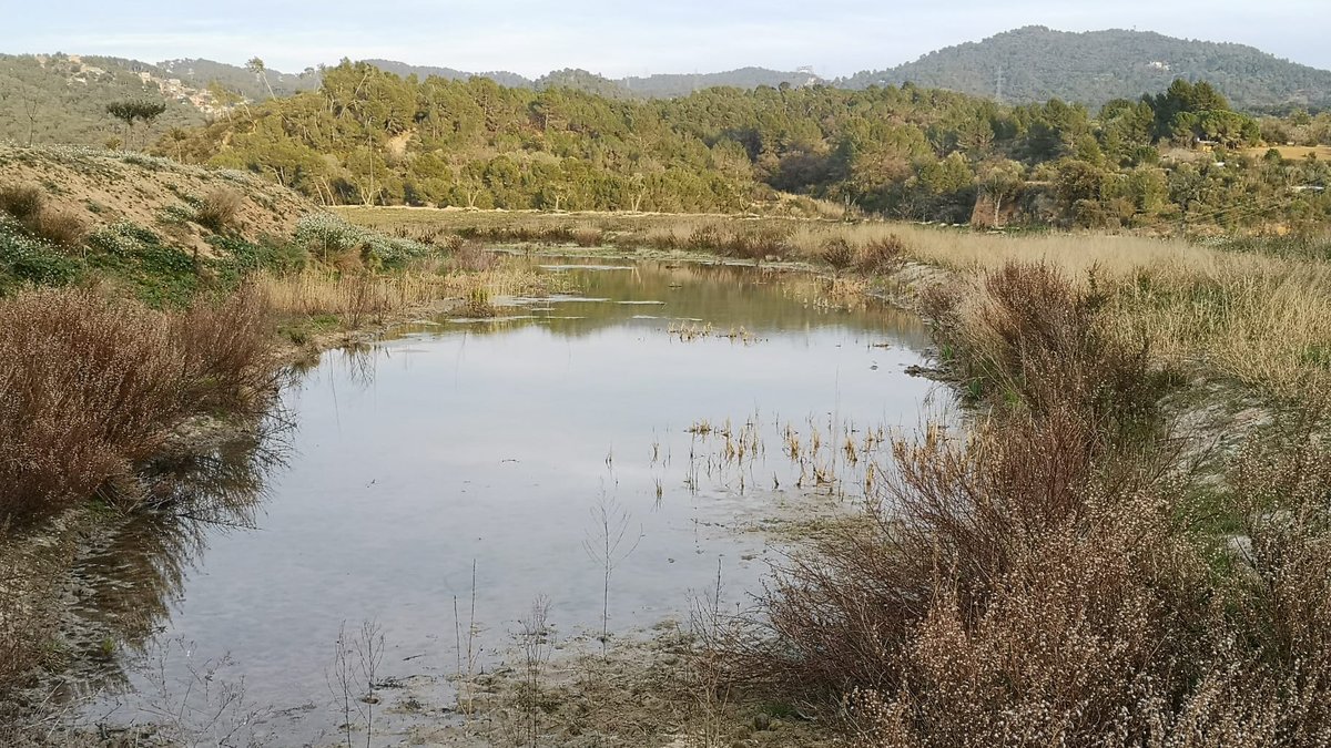 El #Consorci del #ParcNatural va signar ahir un conveni de col·laboració per a la conservació i millora de la #biodiversitat de les Llicorelles amb <a href="/AjMolinsdeRei/">Ajuntament de Molins de Rei</a> i  <a href="/soccatherp/">Societat Catalana d'Herpetologia</a>, un espai d’especial importància per a la riera de Vallvidrera, el...