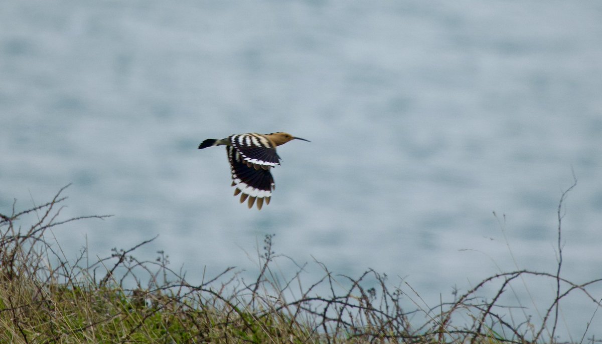 paulinness's tweet photo. @AngBirdNews photo of Hoopoe seen this morning at Cemlyn on the spit near gorse https://t.co/KnenbLO7vm