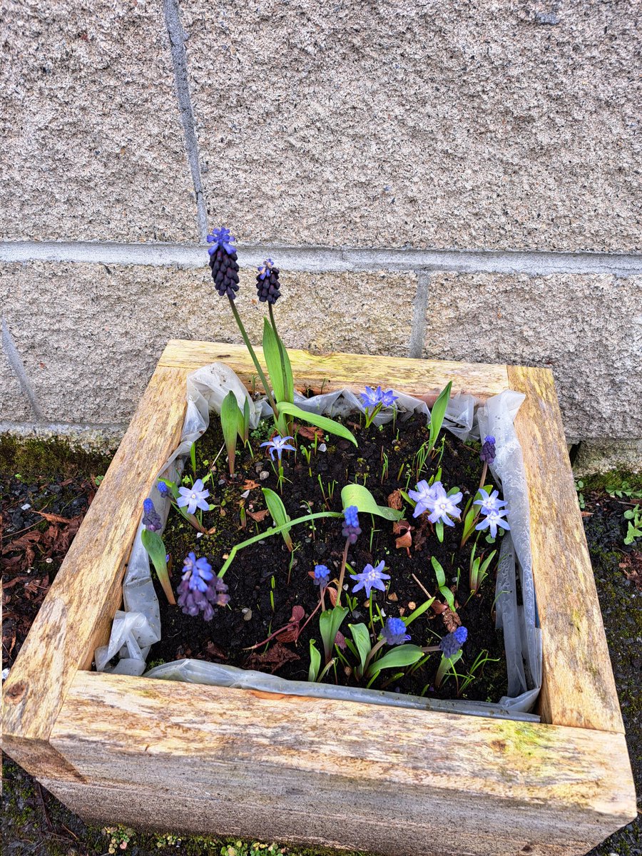 YouthreachSligo's tweet photo. Delighted to see the bulbs we planted last year return to full bloom. @GaisceAward @sligoctc @msletb #bulbsforbees #nature https://t.co/RMUSAoA6pT