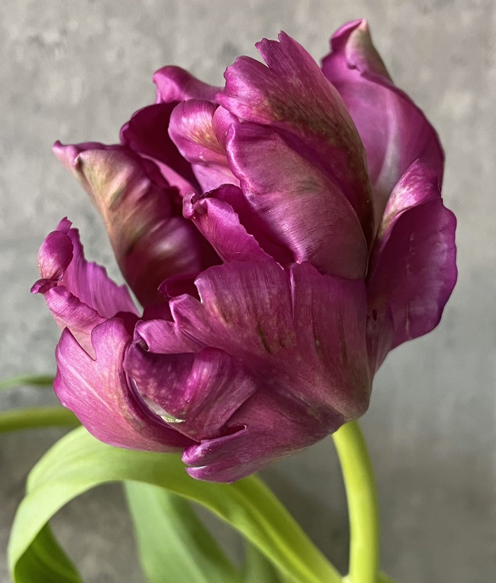 Happy #TulipTuesday 🤗Parrot tulip beauty 🌷💜 #flowers #flower #tulip #beauty #floralphotography #spring