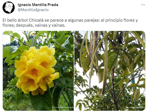 safra127's tweet photo. @msuarezte @DarwiNaturaleza @CamiloPrietoVal @franciscoactiv2 @Bogota #Chicala https://t.co/GRoE1qbJMw