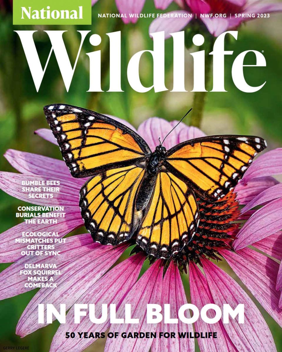 50 years ago, the seed of a simple idea came to life in <a href="/NWF/">National Wildlife Federation</a>'s National Wildlife Magazine: people can create impactful wildlife habitat at home. Since then, #GardenForWildlife has blossomed into a nationwide movement to create more wildlife habitats.

bit.ly/GFW50Years