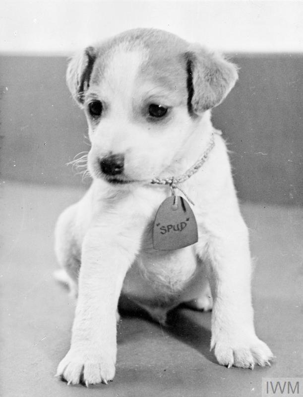 Ordinary Seaman Spud, mascot of the aircraft carrier HMS Searcher poses for a photograph #onthisday 1944. 

Learn more about the role of animals in helping the war effort: bit.ly/3K4xRUy

© IWM A 22848